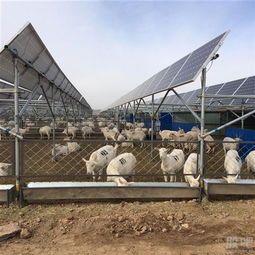光伏農(nóng)業(yè) 星星之火期待燎原，畜牧漁業(yè)齊爆發(fā)