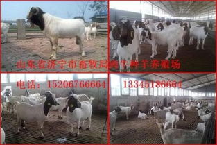 選購優(yōu)質(zhì)種羊，助力畜牧業(yè)發(fā)展——山東畜牧局種羊場銷售服務(wù)介紹