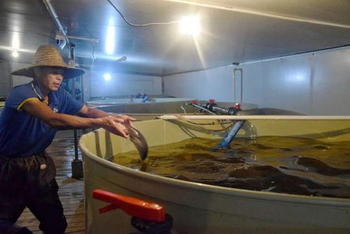 汽車裝飾品轉(zhuǎn)型水產(chǎn)養(yǎng)殖 一條魚的飼料新機遇與市場潛力