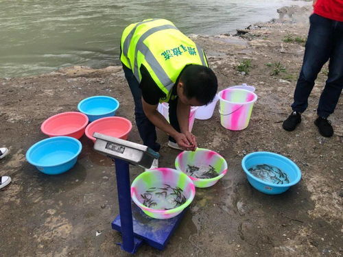 九寨溝縣開展增殖放流活動 助推水域生態(tài)環(huán)境修復與綠色可持續(xù)發(fā)展